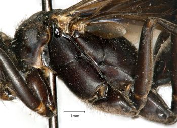 Media type: image;   Entomology 17041 Aspect: thorax lateral